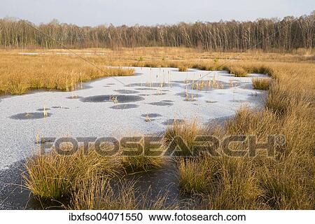 "Moorland in winter, Grosses Moor or Great Moor Nature Reserve, Lower Saxony, Germany, Europe" View Large Photo Image Stock Image - "Moorland in winter, Grosses Moor or Great Moor Nature Reserve, Lower Saxony, Germany, Europe". Fotosearch
