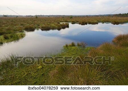 "Moorland, Schweimker Moor nature reserve, Lower Saxony, Germany, Europe" View Large Photo Image Stock Photo - "Moorland, Schweimker Moor nature reserve, Lower Saxony, Germany, Europe". Fotosearch