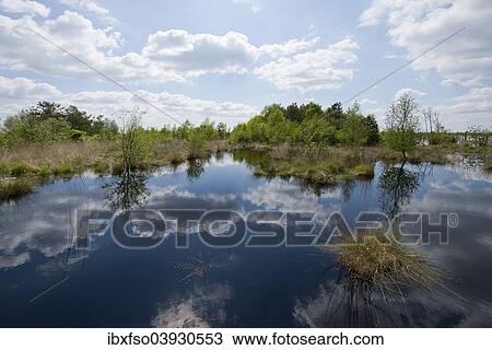 "Moorlands, Goldenstedter Moor nature reserve, Lower Saxony, Germany, Europe" View Large Photo Image Stock Image - "Moorlands, Goldenstedter Moor nature reserve, Lower Saxony, Germany, Europe". Fotosearch