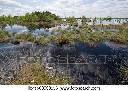 "Moorlands, Goldenstedter Moor nature reserve, Lower Saxony, Germany, Europe" View Large Photo Image Stock Photograph - "Moorlands, Goldenstedter Moor nature reserve, Lower Saxony, Germany, Europe". Fotosearch