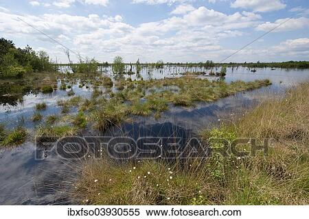 "Moorlands, Goldenstedter Moor nature reserve, Lower Saxony, Germany, Europe" View Large Photo Image Stock Photography - "Moorlands, Goldenstedter Moor nature reserve, Lower Saxony, Germany, Europe". Fotosearch