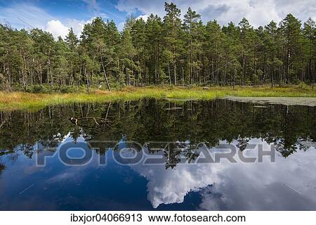 "Moorlands, raised bog, Big Moor, Store Mosse National Park, Gnosjo, Varnamo, Smaland, Jonkoping County, Sweden, Europe" View Large Photo Image Stock Image - "Moorlands, raised bog, Big Moor, Store Mosse National Park, Gnosjo, Varnamo, Smaland, Jonkoping County, Sweden, Europe". Fotosearch