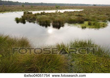 Picture - "Moorlands, Schweimker Moor Nature Reserve, Lower Saxony, Germany, Europe". Fotosearch