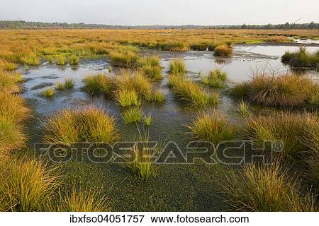 "Moorlands, Schweimker Moor Nature Reserve, Lower Saxony, Germany, Europe" View Large Photo Image Stock Photo - "Moorlands, Schweimker Moor Nature Reserve, Lower Saxony, Germany, Europe". Fotosearch