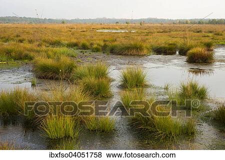 "Moorlands, Schweimker Moor Nature Reserve, Lower Saxony, Germany, Europe" View Large Photo Image Stock Photo - "Moorlands, Schweimker Moor Nature Reserve, Lower Saxony, Germany, Europe". Fotosearch