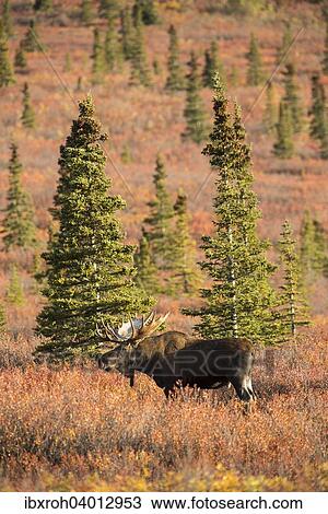 "Moose (Alces alces), bull, Denali National Park, Alaska, United States, North America" View Large Photo Image Stock Image - "Moose (Alces alces), bull, Denali National Park, Alaska, United States, North America". Fotosearch