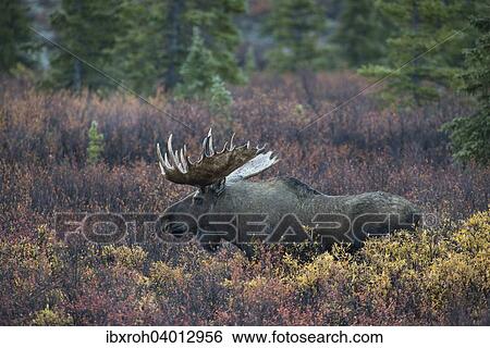 "Moose (Alces alces), bull, Denali National Park, Alaska, United States, North America" View Large Photo Image Stock Photograph - "Moose (Alces alces), bull, Denali National Park, Alaska, United States, North America". Fotosearch