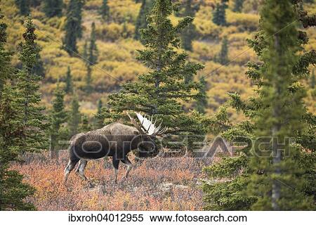 "Moose (Alces alces), bull, Denali National Park, Alaska, United States, North America" View Large Photo Image Stock Photography - "Moose (Alces alces), bull, Denali National Park, Alaska, United States, North America". Fotosearch