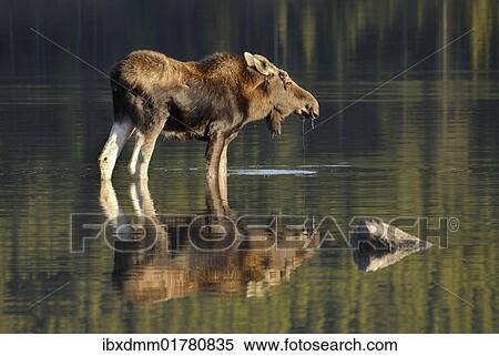 "Moose (Alces alces), bull in the Maligne Lake, Jasper National Park, Alberta, Canada, North America" View Large Photo Image Stock Photography - "Moose (Alces alces), bull in the Maligne Lake, Jasper National Park, Alberta, Canada, North America". Fotosearch