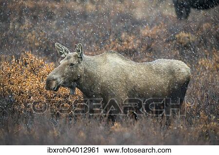 "Moose (Alces alces), snowfall, Denali National Park, Alaska, United States, North America" View Large Photo Image Stock Image - "Moose (Alces alces), snowfall, Denali National Park, Alaska, United States, North America". Fotosearch