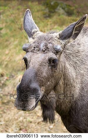 "Moose or Eurasian Elk (Alces alces), bull, antlers starting to form in spring, captive, animal enclosure, Bavarian Forest National Park, Bavaria, Germany, Europe" View Large Photo Image Stock Image - "Moose or Eurasian Elk (Alces alces), bull, antlers starting to form in spring, captive, animal enclosure, Bavarian Forest National Park, Bavaria, Germany, Europe". Fotosearch