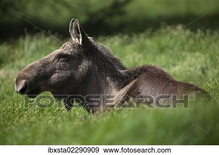 "Moose or Eurasian Elk (Alces alces), cow, Neuschoenau outdoor animal enclosure, Bavarian Forest, Bavaria, Germany, Europe, PublicGround, Europe" View Large Photo Image Stock Photo - "Moose or Eurasian Elk (Alces alces), cow, Neuschoenau outdoor animal enclosure, Bavarian Forest, Bavaria, Germany, Europe, PublicGround, Europe". Fotosearch