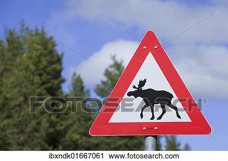 "Moose warning sign, Norway, Scandinavia, Europe" View Large Photo Image Stock Image - "Moose warning sign, Norway, Scandinavia, Europe". Fotosearch
