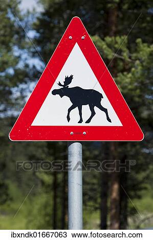 "Moose warning sign, Norway, Scandinavia, Europe" View Large Photo Image Stock Image - "Moose warning sign, Norway, Scandinavia, Europe". Fotosearch