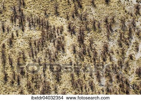 Picture - "Mopane Trees (Colophospermum mopane), cropped by elephants, aerial view, Okavango Delta, Botswana, Africa". Fotosearch