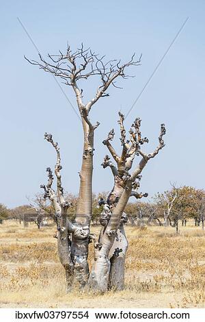 Picture - "Moringa (Moringa ovalifolia), Etosha National Park, Namibia, Africa". Fotosearch