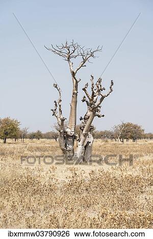 "Moringa tree (Moringa ovalifolia), Fairytale Forest, Sprokieswood, Etosha National Park, Namibia, Africa" View Large Photo Image Stock Photograph - "Moringa tree (Moringa ovalifolia), Fairytale Forest, Sprokieswood, Etosha National Park, Namibia, Africa". Fotosearch
