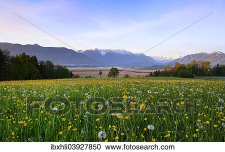"Morning atmosphere in Murnau Moor, Murnauer Moos, Ester Mountains, Murnau, Blaues Land, Upper Bavaria, Bavaria, Germany, Europe" View Large Photo Image Stock Image - "Morning atmosphere in Murnau Moor, Murnauer Moos, Ester Mountains, Murnau, Blaues Land, Upper Bavaria, Bavaria, Germany, Europe". Fotosearch
