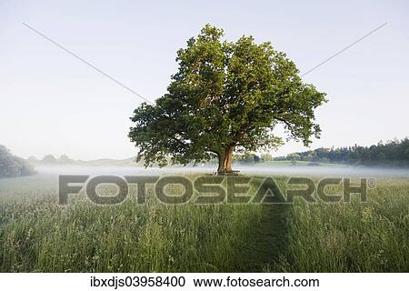 Stock Image - "Morning atmosphere, Mozart Oak, Seeon, Chiemgau, Upper Bavaria, Bavaria, Germany, Europe". Fotosearch