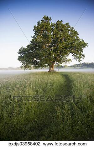 "Morning atmosphere, Mozart Oak, Seeon, Chiemgau, Upper Bavaria, Bavaria, Germany, Europe" View Large Photo Image Stock Image - "Morning atmosphere, Mozart Oak, Seeon, Chiemgau, Upper Bavaria, Bavaria, Germany, Europe". Fotosearch