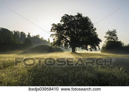 "Morning atmosphere, Mozart Oak, Seeon, Chiemgau, Upper Bavaria, Bavaria, Germany, Europe" View Large Photo Image Stock Image - "Morning atmosphere, Mozart Oak, Seeon, Chiemgau, Upper Bavaria, Bavaria, Germany, Europe". Fotosearch