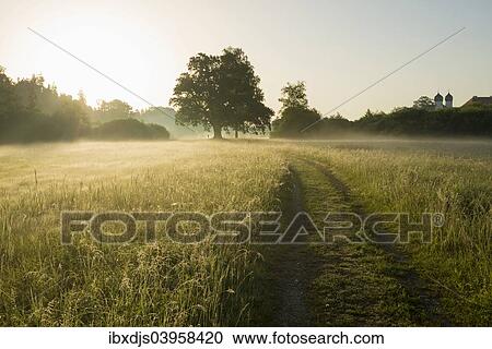 Stock Image - "Morning atmosphere, Mozart Oak, Seeon, Chiemgau, Upper Bavaria, Bavaria, Germany, Europe". Fotosearch