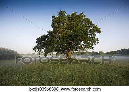 "Morning atmosphere, Mozart Oak, Seeon, Chiemgau, Upper Bavaria, Bavaria, Germany, Europe" View Large Photo Image Stock Photo - "Morning atmosphere, Mozart Oak, Seeon, Chiemgau, Upper Bavaria, Bavaria, Germany, Europe". Fotosearch
