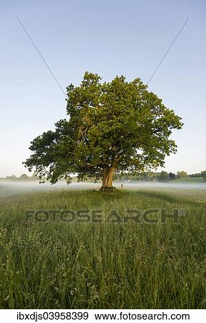 "Morning atmosphere, Mozart Oak, Seeon, Chiemgau, Upper Bavaria, Bavaria, Germany, Europe" View Large Photo Image Stock Photo - "Morning atmosphere, Mozart Oak, Seeon, Chiemgau, Upper Bavaria, Bavaria, Germany, Europe". Fotosearch