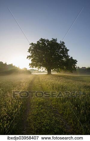 "Morning atmosphere, Mozart Oak, Seeon, Chiemgau, Upper Bavaria, Bavaria, Germany, Europe" View Large Photo Image Stock Photo - "Morning atmosphere, Mozart Oak, Seeon, Chiemgau, Upper Bavaria, Bavaria, Germany, Europe". Fotosearch