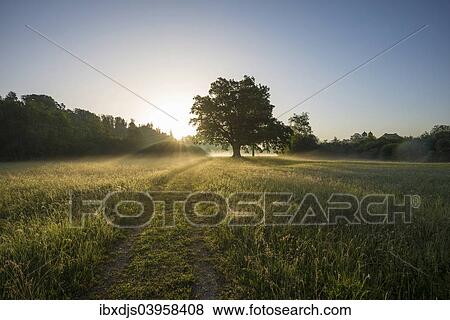 "Morning atmosphere, Mozart Oak, Seeon, Chiemgau, Upper Bavaria, Bavaria, Germany, Europe" View Large Photo Image Stock Photo - "Morning atmosphere, Mozart Oak, Seeon, Chiemgau, Upper Bavaria, Bavaria, Germany, Europe". Fotosearch