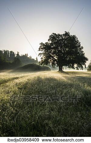 "Morning atmosphere, Mozart Oak, Seeon, Chiemgau, Upper Bavaria, Bavaria, Germany, Europe" View Large Photo Image Stock Photo - "Morning atmosphere, Mozart Oak, Seeon, Chiemgau, Upper Bavaria, Bavaria, Germany, Europe". Fotosearch