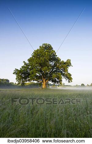 "Morning atmosphere, Mozart Oak, Seeon, Chiemgau, Upper Bavaria, Bavaria, Germany, Europe" View Large Photo Image Stock Photograph - "Morning atmosphere, Mozart Oak, Seeon, Chiemgau, Upper Bavaria, Bavaria, Germany, Europe". Fotosearch