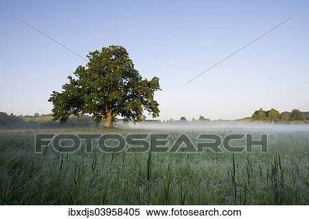 Stock Photography - "Morning atmosphere, Mozart Oak, Seeon, Chiemgau, Upper Bavaria, Bavaria, Germany, Europe". Fotosearch