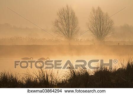 "Morning atmosphere with mute swans (Cygnus olor), Munster, Lower Saxony, Germany, Europe" View Large Photo Image Picture - "Morning atmosphere with mute swans (Cygnus olor), Munster, Lower Saxony, Germany, Europe". Fotosearch