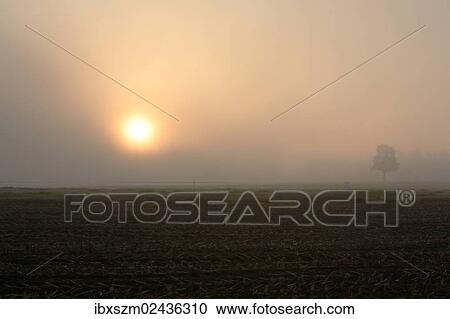 "Morning fog at sunrise over a field, Thurgau, Switzerland, Europe" View Large Photo Image Stock Image - "Morning fog at sunrise over a field, Thurgau, Switzerland, Europe". Fotosearch