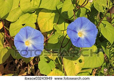 "Morning Glory (Ipomoea purpurea), flowering, Ellerstadt, Rhineland-Palatinate, Germany, Europe" View Large Photo Image Stock Photo - "Morning Glory (Ipomoea purpurea), flowering, Ellerstadt, Rhineland-Palatinate, Germany, Europe". Fotosearch