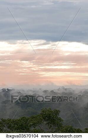 Picture - "Morning mist over the treetops of the rainforest, Tambopata Nature Reserve, Madre de Dios Region, Peru, South America". Fotosearch