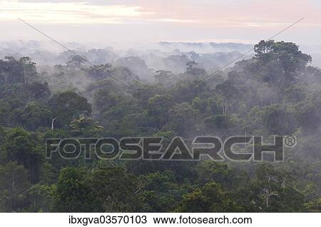 Stock Image - "Morning mist over the treetops of the rainforest, Tambopata Nature Reserve, Madre de Dios Region, Peru, South America". Fotosearch