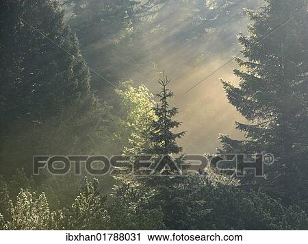 "Morning misty mood, Gloggnitzerhuette, Rax, Lower Austria, Austria, Europe" View Large Photo Image Stock Image - "Morning misty mood, Gloggnitzerhuette, Rax, Lower Austria, Austria, Europe". Fotosearch