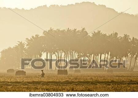 "Morning mood in a rice paddy, Ngapali Beach, Thandwe, Myanmar, Asia" View Large Photo Image Stock Image - "Morning mood in a rice paddy, Ngapali Beach, Thandwe, Myanmar, Asia". Fotosearch