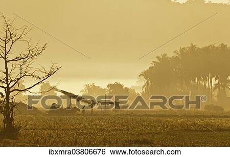 Stock Photograph - "Morning mood in a rice paddy, Ngapali Beach, Thandwe, Myanmar, Asia". Fotosearch