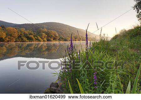 "Morning mood on the Main River near Lohr am Main, with Purple Loosestrife on the banks, Mainfranken, Lower Franconia, Franconia, Bavaria, Germany, Europe" View Large Photo Image Stock Photo - "Morning mood on the Main River near Lohr am Main, with Purple Loosestrife on the banks, Mainfranken, Lower Franconia, Franconia, Bavaria, Germany, Europe". Fotosearch