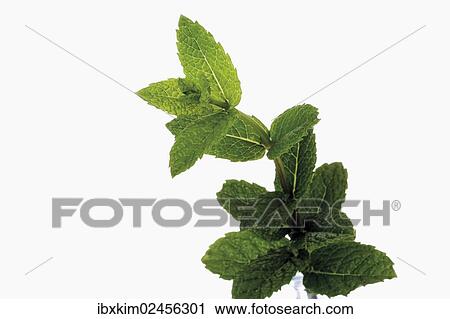 Moroccan Mint (Mentha spicata) View Large Photo Image Stock Image - Moroccan Mint (Mentha spicata). Fotosearch