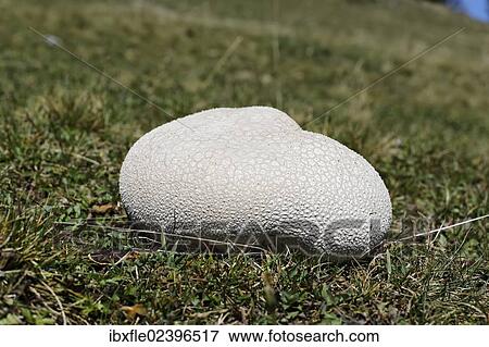 "Mosaic Puffball (Lycoperdon utriforme) on a pasture, Buergeralm alp, Aflenz, Bruck an der Mur, Styria, Austria, Europe" View Large Photo Image Stock Photo - "Mosaic Puffball (Lycoperdon utriforme) on a pasture, Buergeralm alp, Aflenz, Bruck an der Mur, Styria, Austria, Europe". Fotosearch