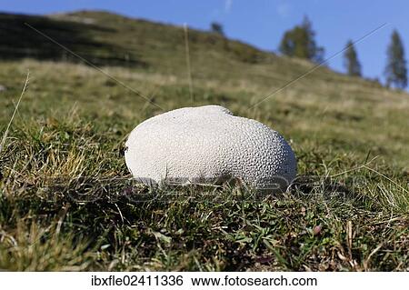 "Mosaic puffball (Lycoperdon utriforme) on a pasture, Buergeralm alp, Aflenz, Bruck an der Mur, Styria, Austria, Europe" View Large Photo Image Stock Photograph - "Mosaic puffball (Lycoperdon utriforme) on a pasture, Buergeralm alp, Aflenz, Bruck an der Mur, Styria, Austria, Europe". Fotosearch