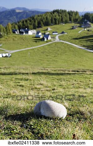 "Mosaic puffball (Utriforme Lycoperdon) on a pasture, Buergeralm alp, Aflenz, Bruck an der Mur, Styria, Austria, Europe" View Large Photo Image Stock Photo - "Mosaic puffball (Utriforme Lycoperdon) on a pasture, Buergeralm alp, Aflenz, Bruck an der Mur, Styria, Austria, Europe". Fotosearch