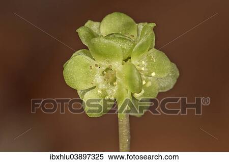 "Moschatel (Adoxa moschatellina), flower, Baden-Wurttemberg, Germany, Europe" View Large Photo Image Stock Photography - "Moschatel (Adoxa moschatellina), flower, Baden-Wurttemberg, Germany, Europe". Fotosearch