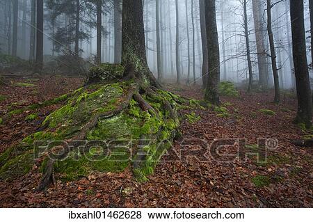 Stock Photo - "Moss and lichens on spruce trees, Bavarian Forest National Park, Bavaria, Germany, Europe". Fotosearch