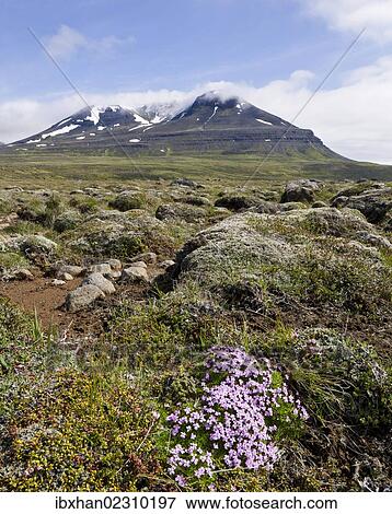 Stock Photo - "Moss campion or Cushion Pink (Silene acaulis), Bakkaheioi, north coast, Iceland, Europe". Fotosearch