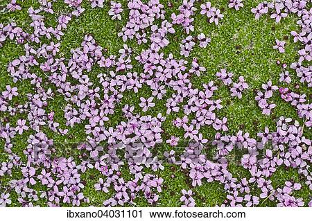 "Moss Campion (Silene acaulis), Gamsgrube, High Tauern National Park, Tyrol, Carinthia" View Large Photo Image Stock Image - "Moss Campion (Silene acaulis), Gamsgrube, High Tauern National Park, Tyrol, Carinthia". Fotosearch